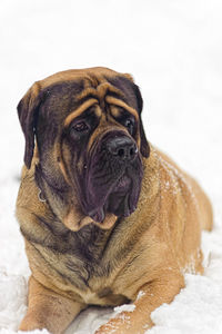 Close-up of a dog looking away