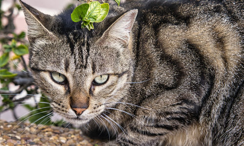 Portrait of an angry homeless striped street cat.