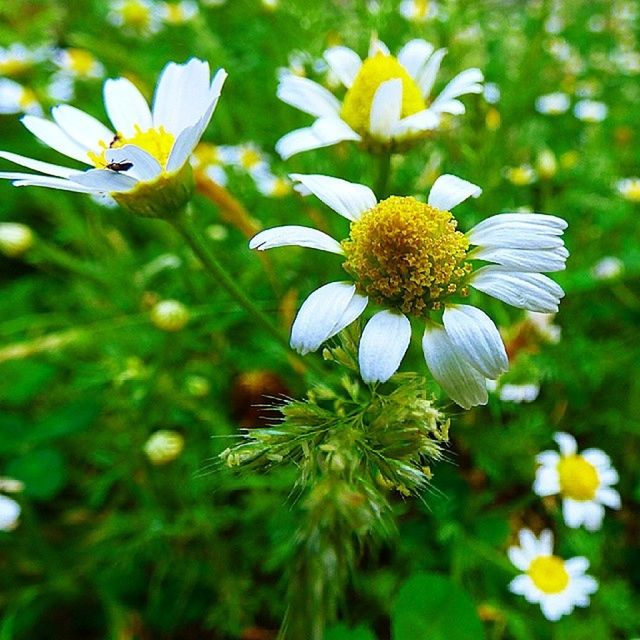 flower, freshness, fragility, growth, petal, flower head, beauty in nature, focus on foreground, white color, close-up, nature, daisy, blooming, plant, pollen, field, yellow, in bloom, day, outdoors