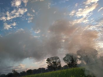 Low angle view of trees against sky