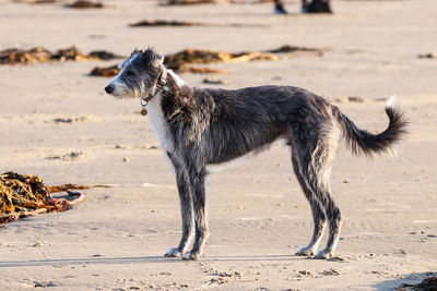 Close-up of dog on beach