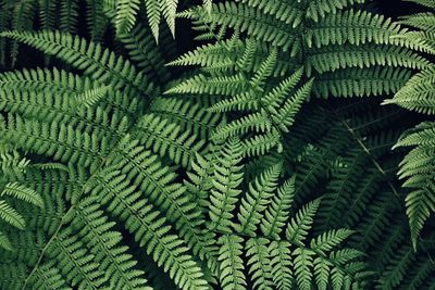 Full frame shot of fern leaves