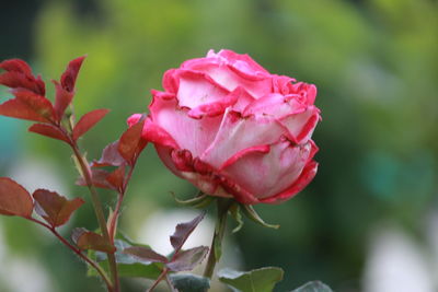 Close-up of pink rose