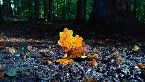 Close-up of yellow maple leaves on tree in forest