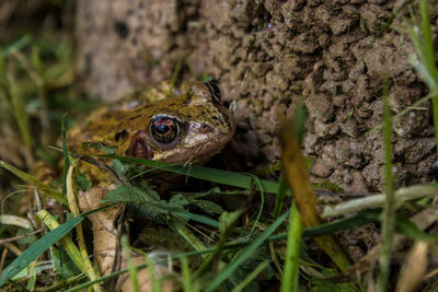 Close-up of frog on tree trunk