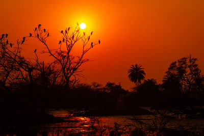 Silhouette plants against orange sky during sunset