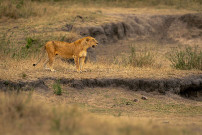 Lioness running on field