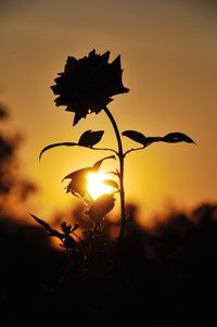 Close-up of silhouette plant against sky during sunset