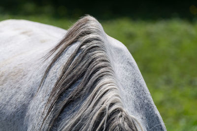 Close-up of horse on field