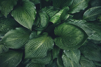 Full frame shot of wet leaves