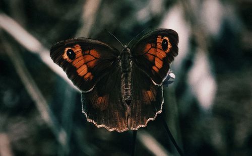 Close-up of butterfly perching on flower