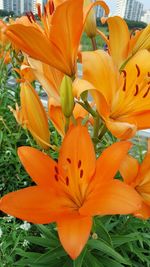 Close-up of orange lily