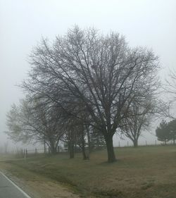 Bare trees on field