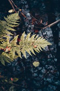 Close-up of autumn leaves on branch