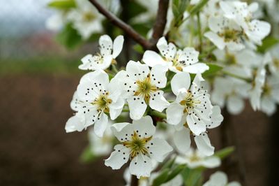 Close-up of cherry blossoms