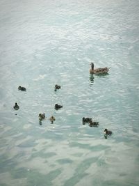 High angle view of ducks swimming on lake