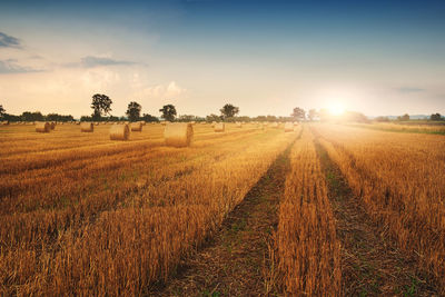 Scenic view of farm against sky during sunset