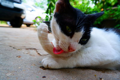 Close-up of a cat looking away