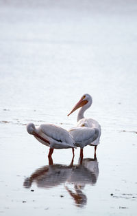 Close-up of pelican perching on water