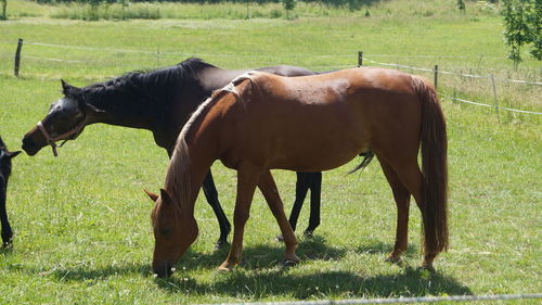 Horses grazing in a field