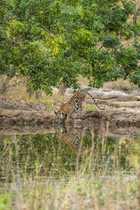 View of giraffe in zoo