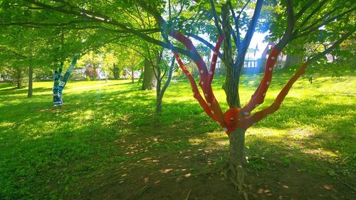 Trees on grassy field in park