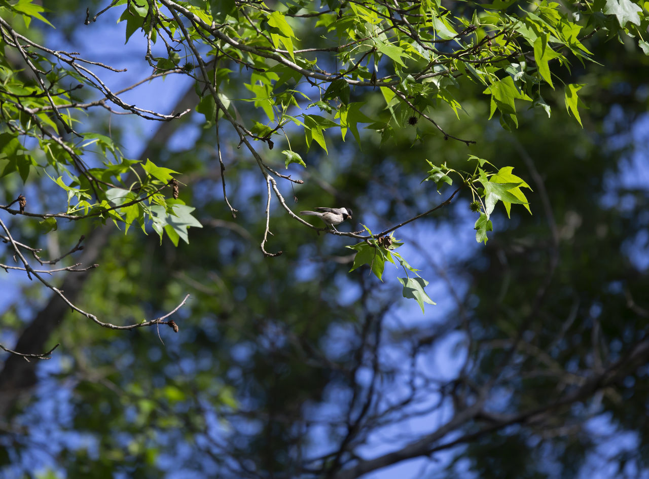 LOW ANGLE VIEW OF BRANCHES AGAINST BLURRED BACKGROUND