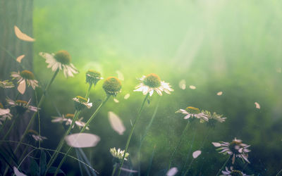 Close-up of flowering plants on field