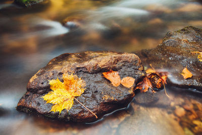 Close-up of autumn leaf on rock