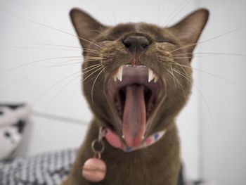 Close-up of cat yawning 