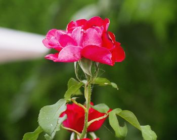 Close-up of pink rose