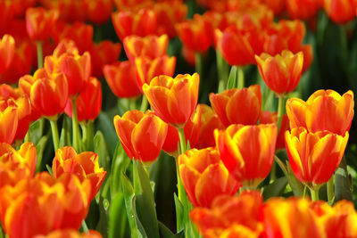 Close-up of orange tulips