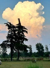 Trees on field against sky during sunset