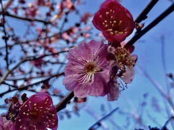 Close-up of pink cherry blossom