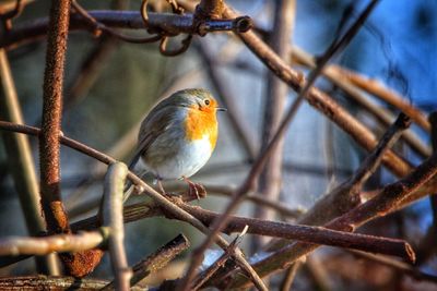 Close-up of bird perching on branch