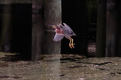 Bird flying over the lake