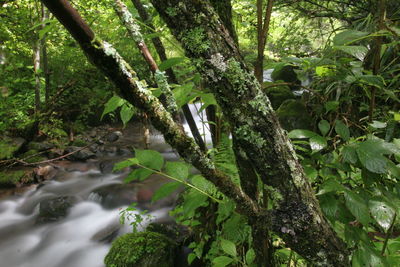 Trees growing in forest