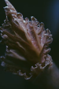 Close-up of dried plant against black background