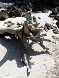 High angle view of animal skull on beach