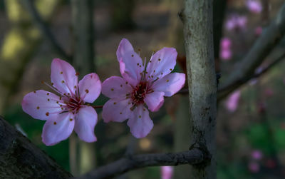 Close-up of purple flowering plant