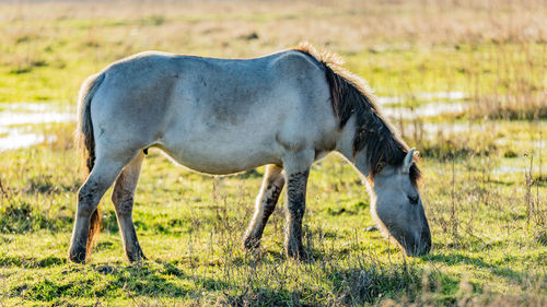 Horse grazing in a field