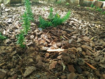 High angle view of plants