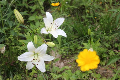 Close-up of white flowers blooming outdoors