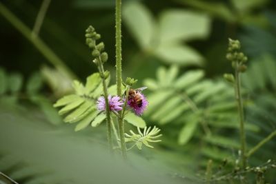 Close-up of purple flowering plant