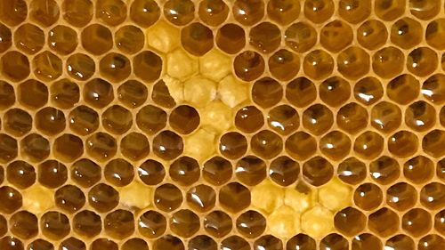 Close-up of bee on tiled floor