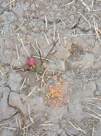 Flowers on ground