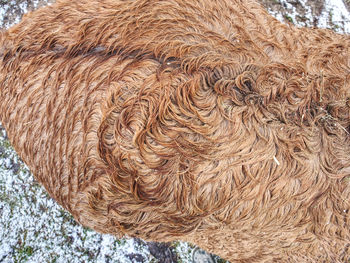Close-up of a horse