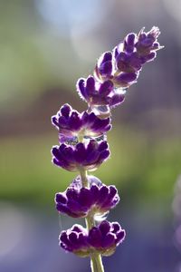 Close-up of purple flowers blooming outdoors