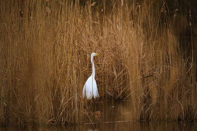 View of bird in lake