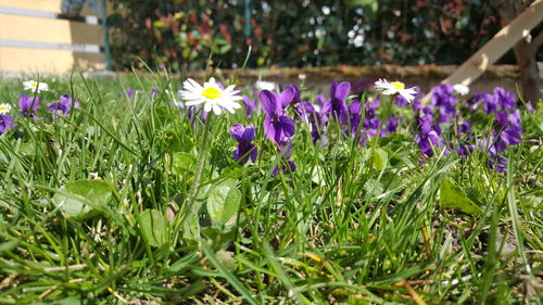 Close-up of purple flowers blooming in field